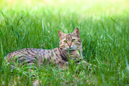 猫躺在草丛中