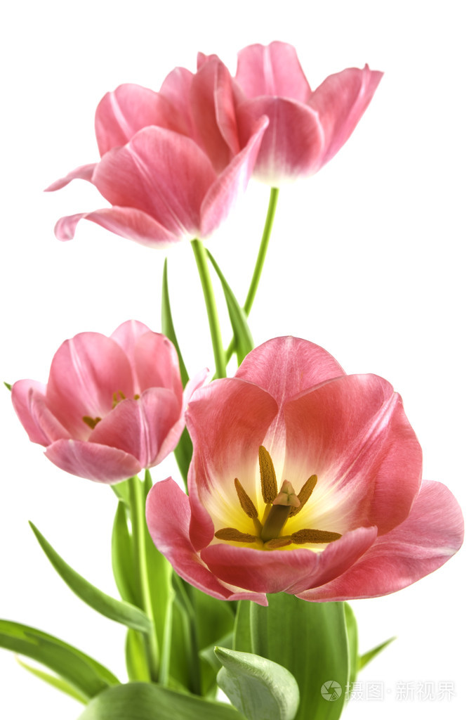 粉红色的郁金香花