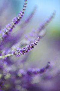 淡紫色小花