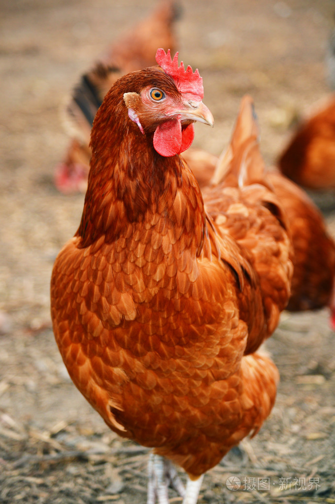 在传统的自由范围家禽农场的鸡只