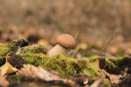 寂寞的蘑菇