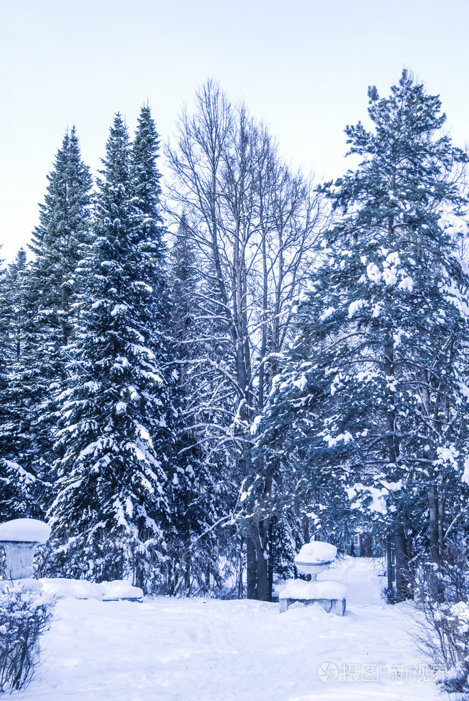 冬季景观用常青树