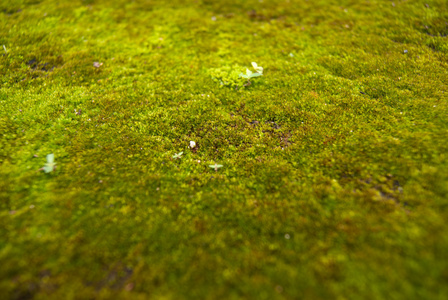 苔藓地板