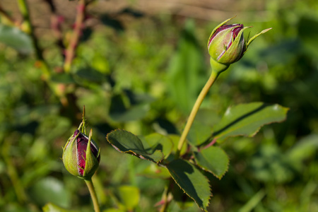 虞美人花苞图片