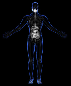 人体的消化系统和骨架