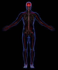 人类的骨骼和神经系统