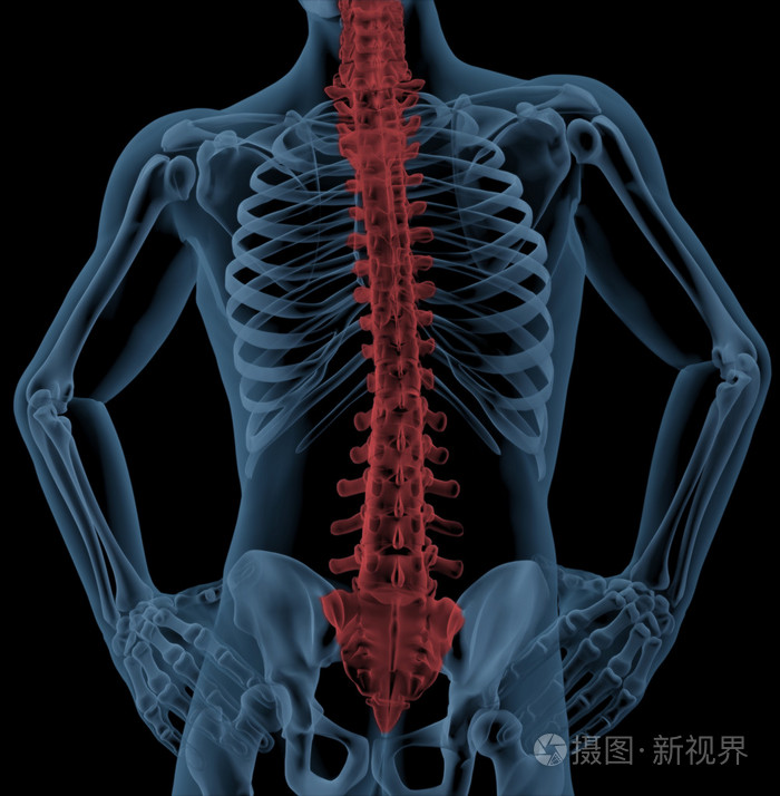 医疗骨架的脊椎