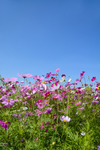 波斯菊花海与蔚蓝的天空