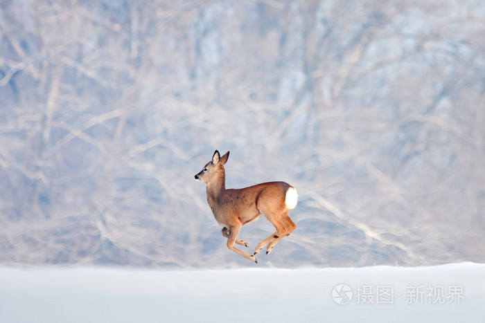 一只鹿在森林背景在雪地上奔跑