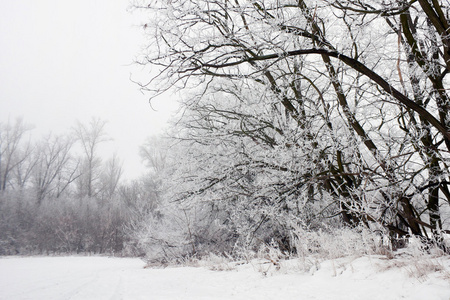 冬季景观的磨砂的树，在一个有雾的早晨