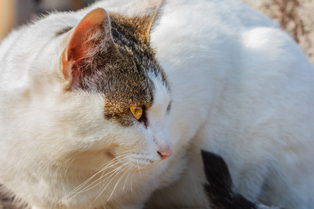 同在一条街道上爬行的灰色标记只白色的猫