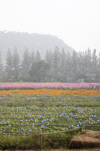 蓝色牵牛花花