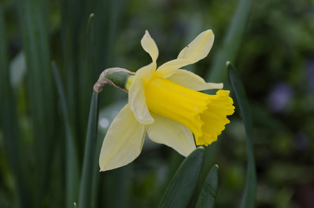 花园里的水仙花花