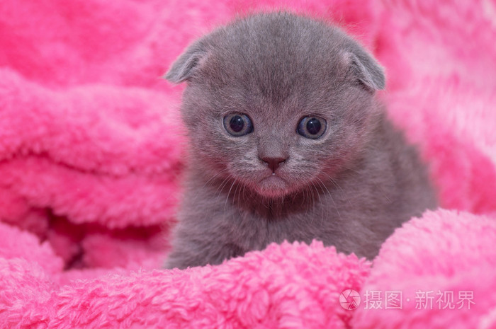 美丽的苏格兰青年猫照片-正版商用图片1efvym-摄图新视界