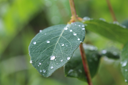 叶植物与水滴