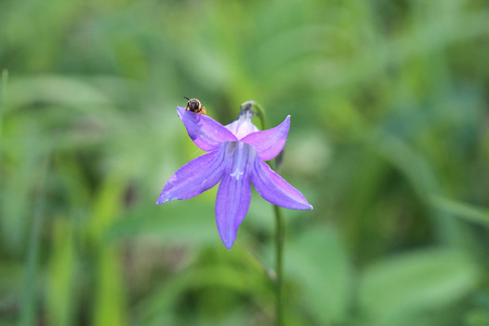 钟花与昆虫