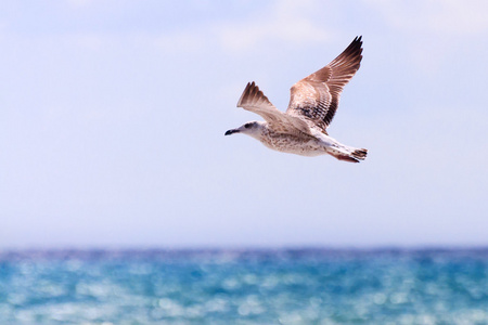 海鸥在海上飞行海鸥飞翔蓝天一群河海鸥飞水面的湖泊水芦苇与天空的