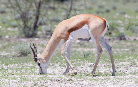 springbok antelope有袋动物