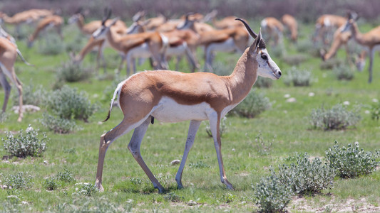 springbok antelope有袋动物