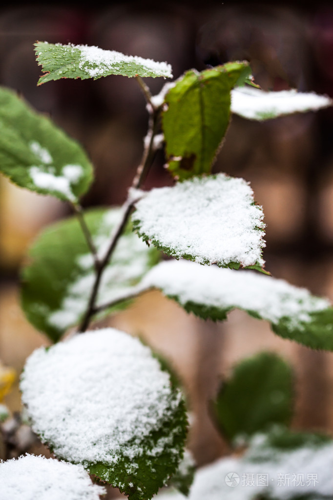 绿色的树叶在雪下
