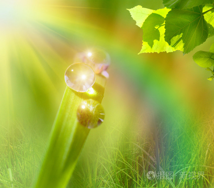 美丽水滴上,绿色的叶子