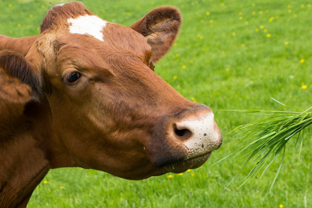 棕色母牛吃草