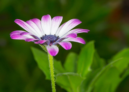 粉色非洲菊花，浅景深