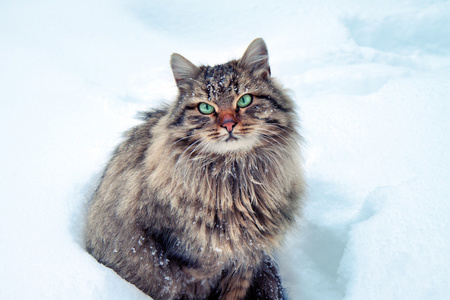 猫坐在雪中