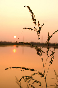 在夕阳下草