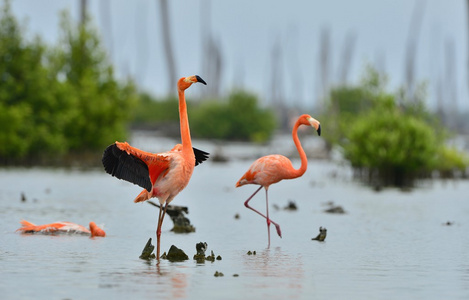 加勒比火烈鸟Phoenicopterus ruber