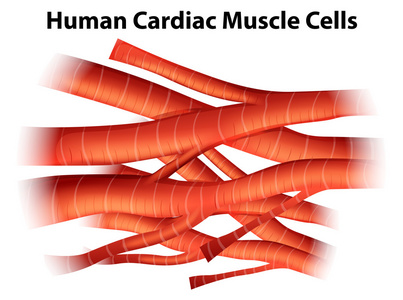人类的心脏肌肉细胞