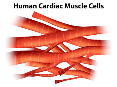 心肌细胞模式图片