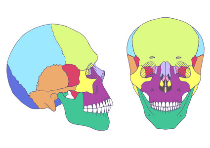 人类头骨解剖