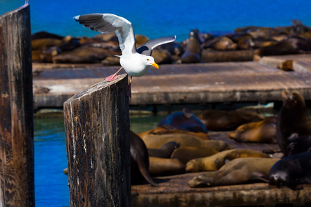 旧金山码头 39 海鸥和海豹在加州
