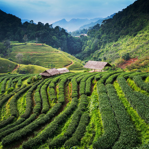 在泰国清迈进山茶园