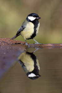 大山雀，parus 主要