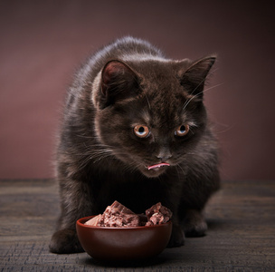 褐色小猫和猫的食物