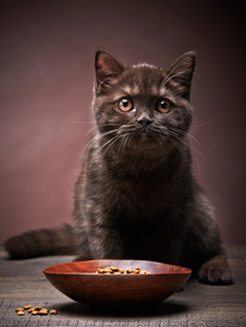 褐色小猫和猫的食物