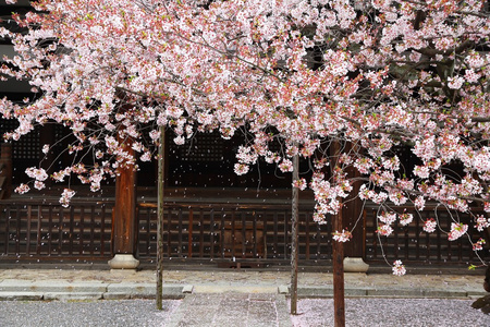 京都樱花盛开