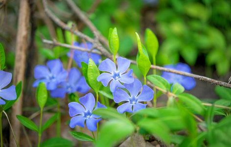 长春花