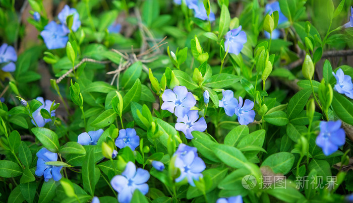 长春花