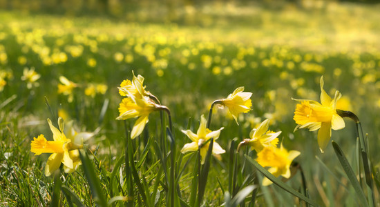 数以千计的野生 daffodials