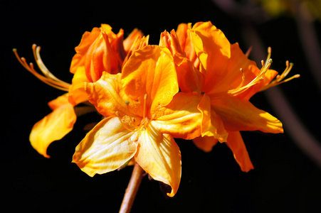  rhododendron 3