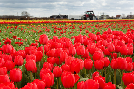 erven tulipny v holandskm venkov荷兰的乡村里的红色郁金香