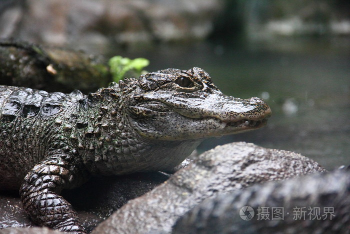 n01rbildsidoutsikt02veryangtzealligator