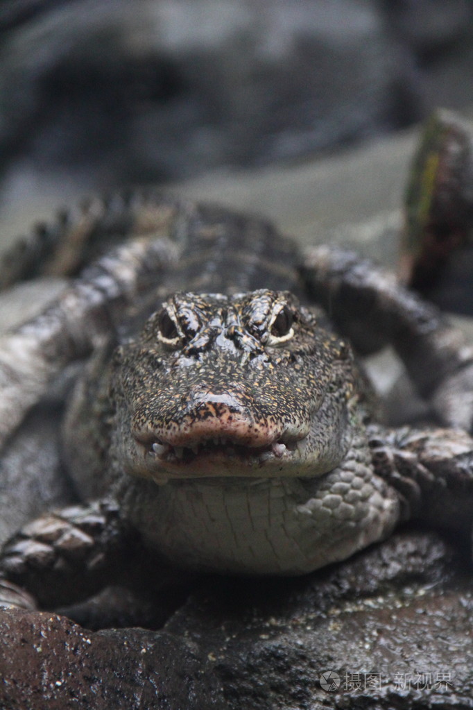 扬子鳄的特写镜头