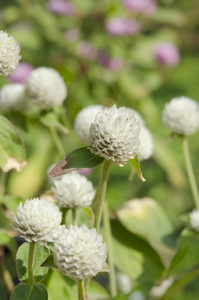 世界各地苋菜或 gomphrena 棕囊藻花在花园里