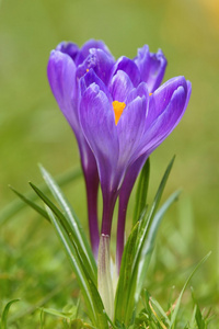 番红花 藏红花 l. 番红花在春天