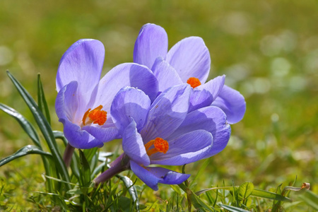 番红花 藏红花 l. 番红花在春天