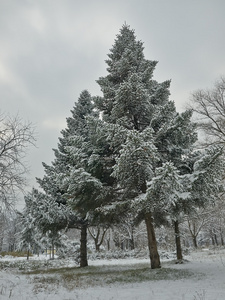 在公园的第一场雪